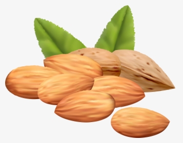 Clip Art Almond Vector Free Download - Almond Clipart Png, Transparent Png, Free Download