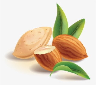 Clip Art Almond Vector - Almond Png, Transparent Png, Free Download
