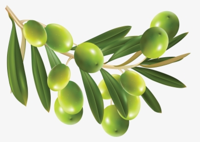Green Olives Png - Olive Hd Png, Transparent Png, Free Download