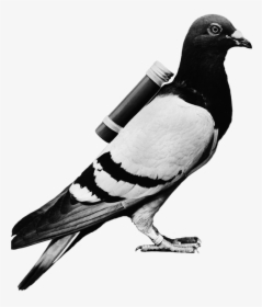 Transparent Pigeon Png - Carrier Pigeon, Png Download, Free Download