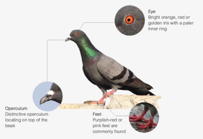 Features - Feral Pigeon, HD Png Download, Free Download