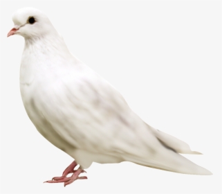 White Pigeon Face - Kabootar Png, Transparent Png, Free Download