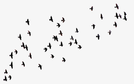 Nature, Animal, New, Pigeon, HD Png Download, Free Download
