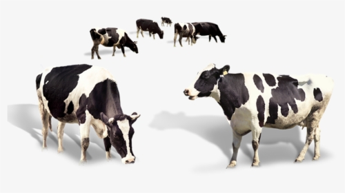 Indian Cow"s Organic A2 Milk - Dairy Cows Png, Transparent Png, Free Download