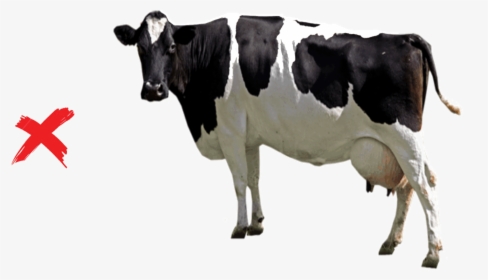 Vedik Farms Foreign Breed - Gomatha, HD Png Download, Free Download