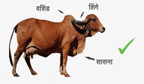 Indian Breed Cows - Difference Between Indian Cow And Foreign Cow, HD Png Download, Free Download
