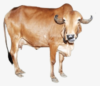 Clip Art Gyr Cattle - Gir Cow Png Hd, Transparent Png, Free Download
