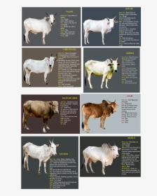 Indian Cow Breeds Name, HD Png Download, Free Download
