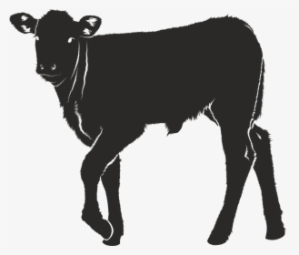 Dairy Cattle Calf Ox Silhouette - Calf Silhouette, HD Png Download, Free Download