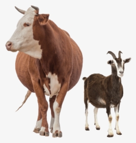 Food Chain Of Grass Goat Human, HD Png Download, Free Download