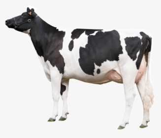 Cow Png Photo Background, Transparent Png, Free Download