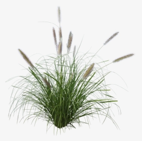 Pennisetum Grass Png , Png Download - Pennisetum Alopecuroides Png, Transparent Png, Free Download