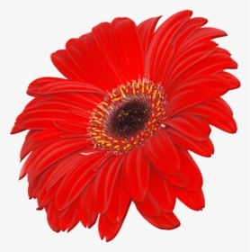 Image Png Transparent Flower - Flower Images Hd Png, Png Download, Free Download