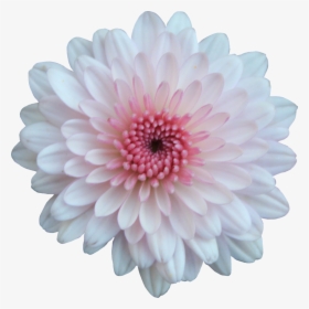 Chrysanthemum Flowers Png Free Download - Pink And White Flower Png, Transparent Png, Free Download