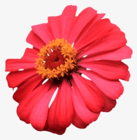 Single Flower Images Png, Transparent Png, Free Download
