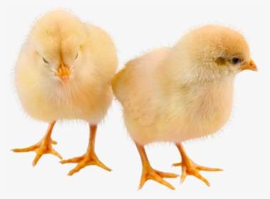 Galliformes - Baby Chick Photo Transparent Background, HD Png Download, Free Download