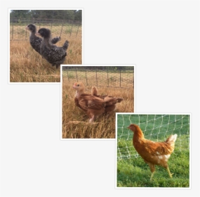 Started Pullets - Rooster, HD Png Download, Free Download