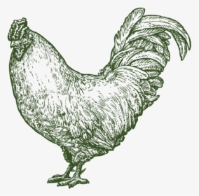 Etchanimal Chicken 01 - Rooster, HD Png Download, Free Download