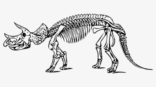 Dinosaur, Triceratops, Fossil - Triceratops Skeleton Coloring Page, HD Png Download, Free Download