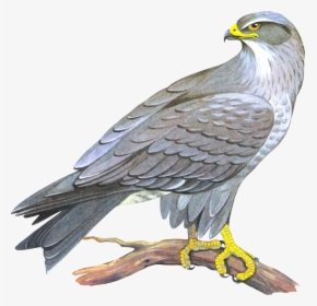 Transparent Falcon Flying Clipart - Falcon Png, Png Download, Free Download