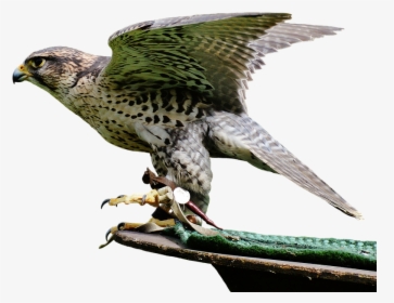 Falcon Raptor, HD Png Download, Free Download