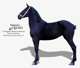 Stallion, HD Png Download, Free Download