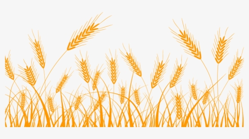 Wheat Clip Art Rice - Wheat Vector, HD Png Download, Free Download