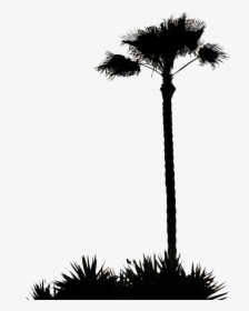 Grass Silhouette Png - Tall Palm Tree Silhouette, Transparent Png, Free Download