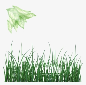 Green Euclidean Vector - Hierochloe, HD Png Download, Free Download