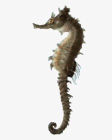 Images Download Seahorse Png Free - Sea Horse Hd Png, Transparent Png, Free Download