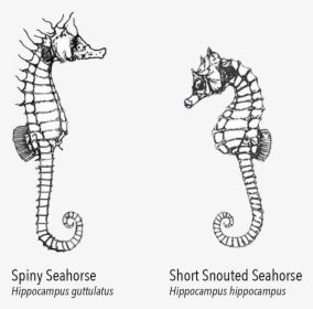 Northern Seahorse - Cartoon, HD Png Download, Free Download