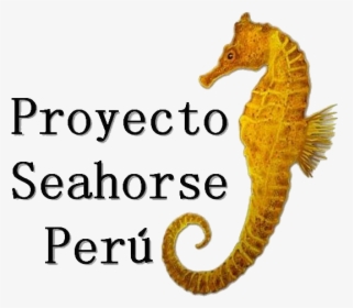 Seahorse Peru, HD Png Download, Free Download
