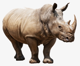 Huge Rhino - Rhino Png, Transparent Png, Free Download