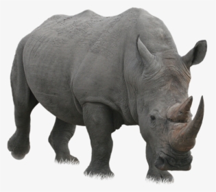 Rhino Png - Rhinoceros Png, Transparent Png, Free Download