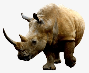 Brown Rhino - Rhino Transparent Background, HD Png Download, Free Download