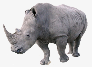 Download Rhinoceros Png - Rhinoceros Png, Transparent Png, Free Download
