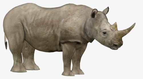 Zoo Tycoon 2 Rhino, HD Png Download, Free Download