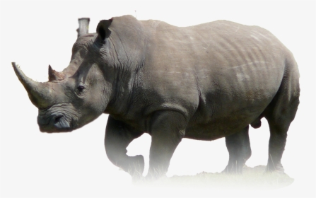 Javan Rhinoceros Animal Wildlife Lion - Rhino Png, Transparent Png, Free Download