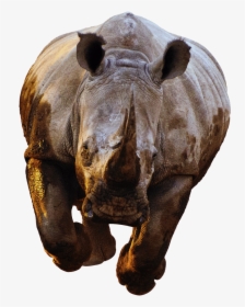 Rhino Front View Running - Rhino Front Png, Transparent Png, Free Download
