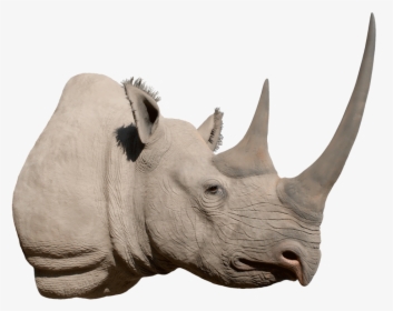 Rhino Png Image Background - Black Rhino Head Png, Transparent Png, Free Download
