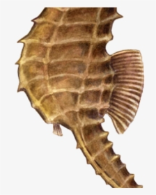 Seahorse Png Transparent Images - Sea Horse Without Background, Png Download, Free Download