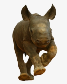 Transparent Rhino Png - Cute Baby Black Rhino, Png Download, Free Download