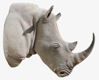 24798 - White Rhino Head Transparent Background, HD Png Download, Free Download