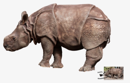 Baby Rhino Transparent Background, HD Png Download, Free Download