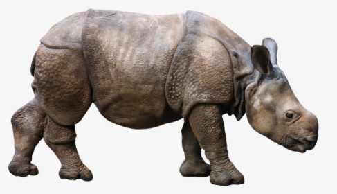 Transparent Rhyno Png - Rhinocéros Ionesco, Png Download, Free Download