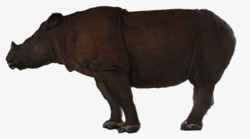 Rhino Free Png Image - Indian Rhinoceros, Transparent Png, Free Download