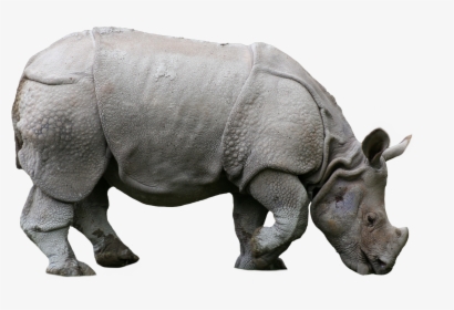 #rhino #animals #nature #sticker #png, Transparent Png, Free Download