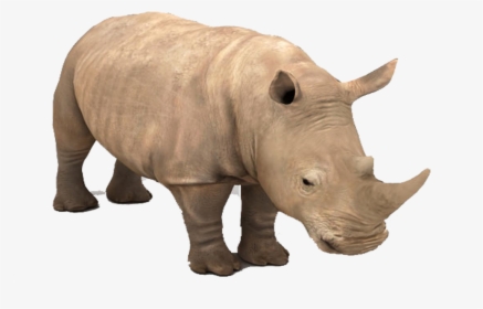 Rhino Png Background - Black Rhinoceros, Transparent Png, Free Download