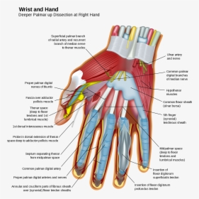 Wrist And Hand , Png Download - Muscles In Hand, Transparent Png, Free Download
