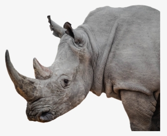 Rhino With Three Horns, HD Png Download, Free Download